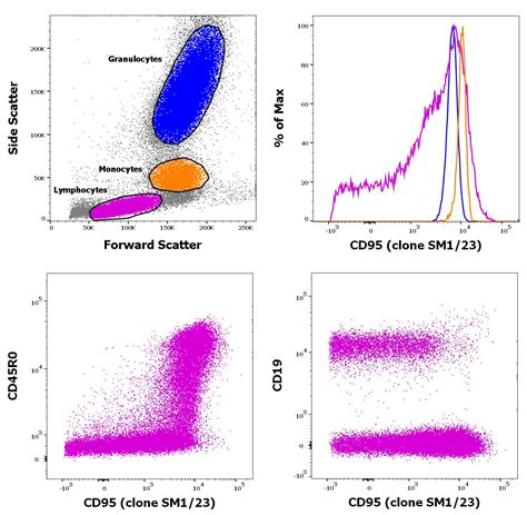 cd95 antibody